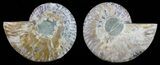 Polished Ammonite Pair - Agatized #59433-1